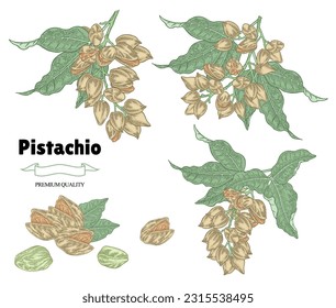 Pistachio nuts set. Hand drawn pistachio branch. Vector illustration in vintage style. Colorful sketch.