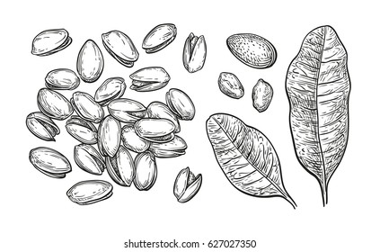Pistachio nuts set. Ink sketch. Hand drawn vector illustration. Isolated on white background. Retro style.