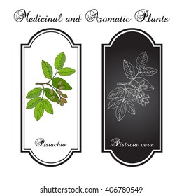 Pistachio (Pistacia vera). Hand drawn botanical vector illustration