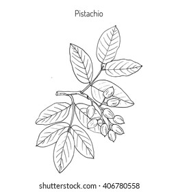 Pistachio (Pistacia vera). Hand drawn botanical vector illustration