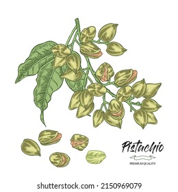 Pistachio plant. Hand drawn pistachio tree branch with leaves and nuts. Vector illustration. Colorful sketch style.