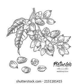 Pistachio plant. Hand drawn pistachio tree branch with leaves and nuts. Vector illustration. Black and white sketch style.