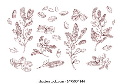 Pistachio plant hand drawn vector illustrations set. Growing tree sprout sketch. Tree branches with leaves isolated cliparts pack. Food natural harvest. Nut in shell vintage drawings collection.