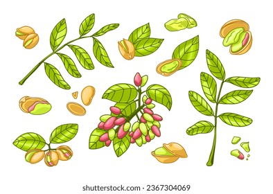 Pistachio plant tree set. Healthy nuts. Botanical Vector illustration in bright hand drawing style. Raw husk, leaf, seed, branch, nutshell. Vegetarian diet organic food elements. Salty peeled snack.