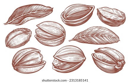 Pistachio set and tree leaves. Whole, crashed ripe nuts sketch. Hand drawn vector illustration