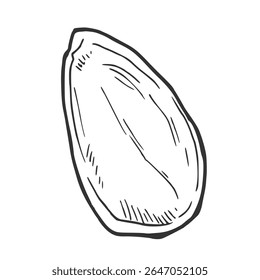 Pistachio shell vector hand drawn sketch