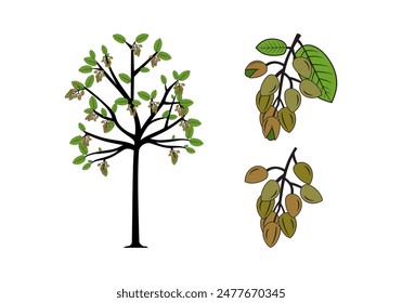 Vector de ilustración de diseño de árbol de pistacho, formato eps , adecuado para sus necesidades de diseño, logotipo, ilustración, animación, etc.