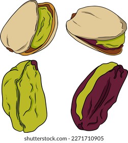 Pistachio. Vector hand drawn nuts. Colorer illustration with different sort of nuns.