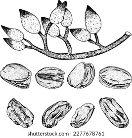 Pistachio. Vector hand drawn nuts. Engraving illustration with different sort of nuns.