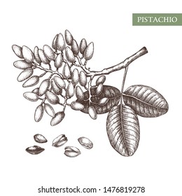 Pistachio, Vektorgrafik. Handgezeichnete Zeichnung von Lebensmitteln. Skizze mit kulinarischen Nut-Bäumen. Bio-vegetarisches Produkt. Perfekt für Rezeption, Menü, Etikett, Verpackung, Vintage Set mit Nüssen, Blättern, Ästen.