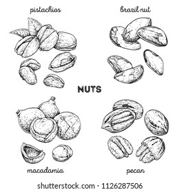 Pistachios, Brazilnut, Macadamia, Pecan. Hand Drawn Set With Nuts. Vector Illustration Isolated On White Background. Doodle Healthy Food Illustrations