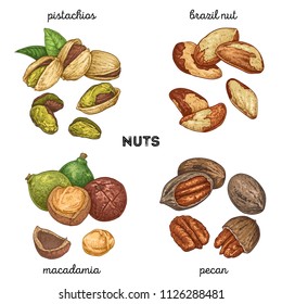 Pistachios, Brazilnut, Macadamia, Pecan. Hand Drawn Set With Nuts. Vector Illustration Isolated On White Background. Doodle Healthy Food Illustrations