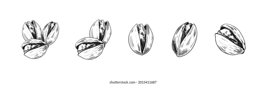 Pistachios Drawn Set, Sketches Collection, Isolated on White Background Nuts Design Elements, Dried Nuts.