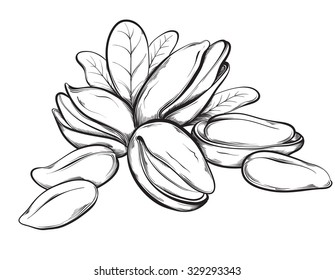 Pistachios. Hand drawn sketches vector illustration on white background in vintage style.
