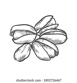Pistazien einzeln auf weißem Hintergrund. Handgezeichnete Vektorgrafik.