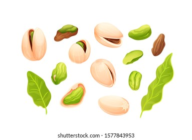 Pistachios nut set. Different statements and rotations. Whole and cracked nuts, hulled and raw kernels. Constructor for designing. Vector isolated objetcs in cartoon style on white bakground - Shutterstock ID 1577843953