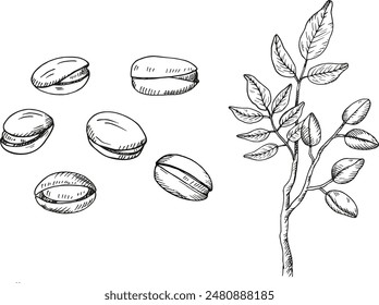 Pistachos, nueces y ramas. Dibujado a mano ilustración de boceto de Vector grabado sobre fondo aislado. Doodle con planta de nuez, ingrediente alimentario orgánico. Diseño para etiqueta, tarjeta, impresión, papel, embalaje, logotipo