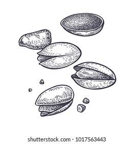 Pistachios nuts realistic isolated. Vector illustration of food. Vintage engraving art. Hand drawing plants. Black and white sketch.