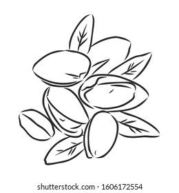pistachios, nuts, sketch  vector illustration
