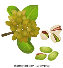 Pistachios plant, nuts and peeled kernels / Part of pistachios branch with the fruits, nuts in the shell and peeled nuts
