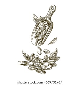 Pistachios in the scoop. Vector illustration.