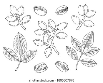 Pistachios set. Nuts snack. Whole and open fruit, branchs. leaves. Organic food. Hand drawn line vector illustration.