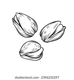 Pistachios vector han drawn illustrations, isolated on a white background.