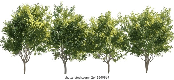 Pistacia lentiscus street trees isolated in sunny daylight, lentisk mastic tree cutout, urban landscaping, Mediterranean flora, natural greenery, vector illustration.
