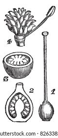 Pistils. - 1. Pistil syncarp Primrose 2. Vertical section of the same 3. Horizontal section of the same 4. Pistil has separate carpels vintage engraved illustration.Trousset encyclopedia (1886 - 1891)