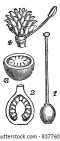 Pistils. - 1. Pistil syncarp Primrose 2. Vertical section of the same 3. Horizontal section of the same 4. Pistil has separate carpels (renocule acre), illustration.Trousset encyclopedia 1886 - 1891