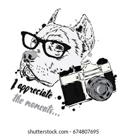 Pit bull with a camera. Dog vector. Hipster. Photographer.