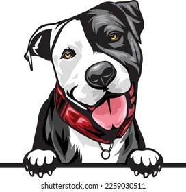 Pit Bull Color Peeking Dogs. Color image of a dogs head isolated on a white background. Dog portrait, Vector illustration