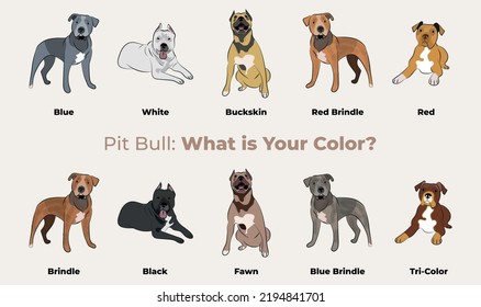 Pit bull colors breed, dog drawing. Cute dog characters in various poses, designs for prints, adorable and cute Pitbull cartoon vector set, in different poses. Flat cartoon style All pitbull colours.