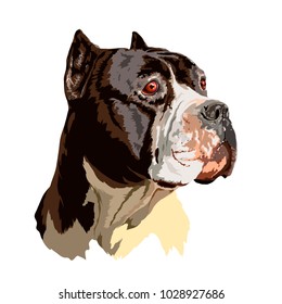 Pit bull head