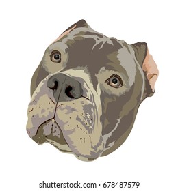 Pit bull head