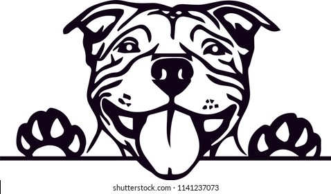 Pit Bull PitBull Terrier dog breed pet