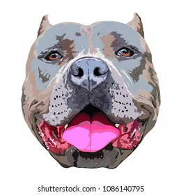 Pit bull portrait