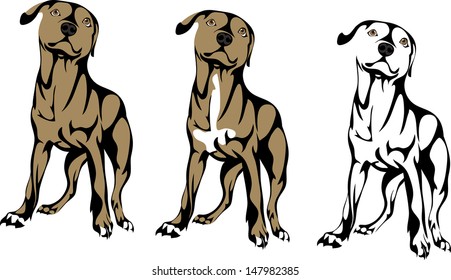pit bull puppy, vector image in options