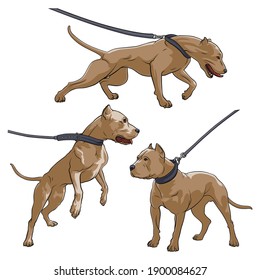 Pit Bull Terrier With A Collar. Dog On A Leash. Vector Illustration On A White Background.