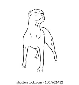 Pit Bull Terrier Dog Sketch, Contour Vector Illustration 