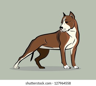 Pit Bull Terrier - vector illustration