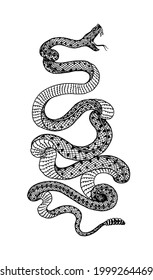 Pit viper. Crotaline snake or pit adders. Venomous Reptilia illustration. Engraved hand drawn in old sketch, vintage style for sticker and tattoo.