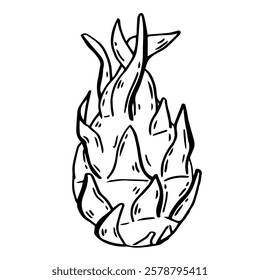 Pitahaya. Dragon Fruit large hand drawn. Tropical food in ink sketch style isolated. Vector manual illustration.