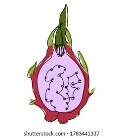 Pitahaya dragon fruit vector graphics isolated