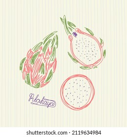 Pitahaya-Früchte. Handgezeichnete Vektorgrafik. Pen oder Marker-Doodle-Skizze.