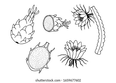 Pitahaya. Set Fruit, flower seeds. eps10 vector stock illustration