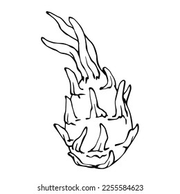 Pitahaya tropical fruit linear sketch.Vector graphics.