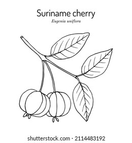 Pitanga, or Suriname cherry (Eugenia uniflora), edible and medicinal plant. Hand drawn botanical vector illustration