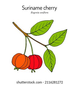 Pitanga, or Suriname cherry (Eugenia uniflora), edible and medicinal plant. Hand drawn botanical vector illustration