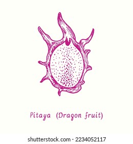 The Pitaya (dragon fruit) cut half 
fruit. Ink doodle drawing in woodcut style